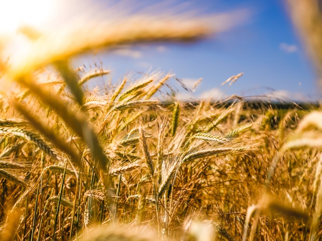 Skuteczne działanie preparatów do zwalczania roślin